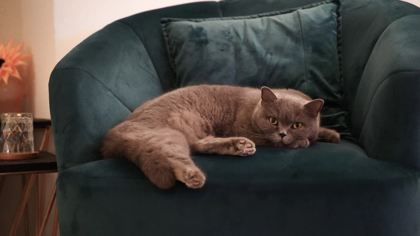 Katze in einem Samtsessel — häusliche Atmosphäre im Floating Wiesbaden